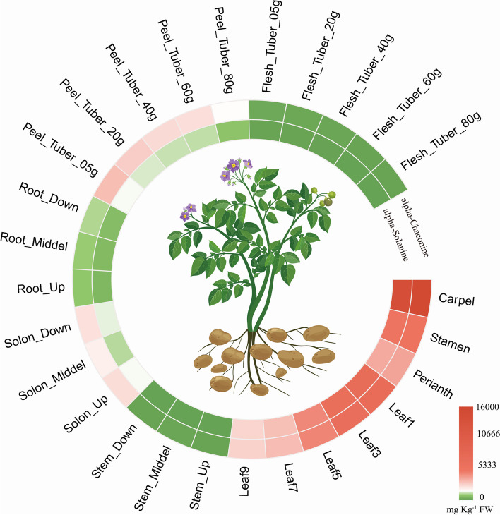 Potato steroidal glycoalkaloids: properties, biosynthesis, regulation and genetic manipulation.