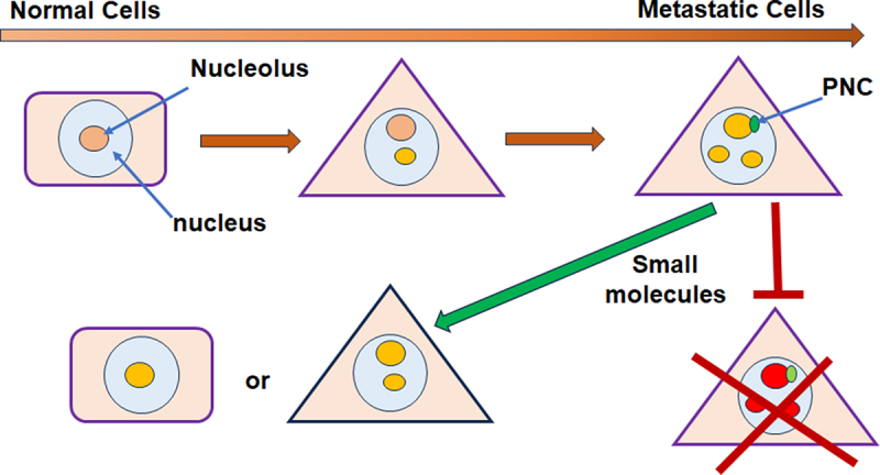 The perinucleolar compartment: structure, function, and utility in anti-cancer drug development.