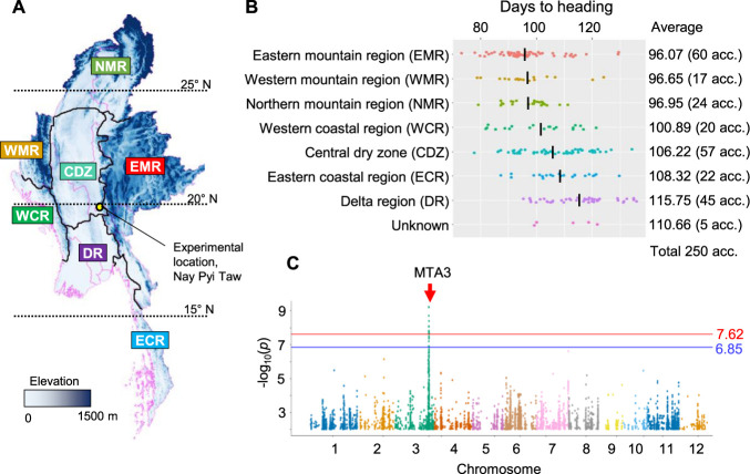 A genome-wide association study using Myanmar <i>indica</i> diversity panel reveals a significant genomic region associated with heading date in rice.