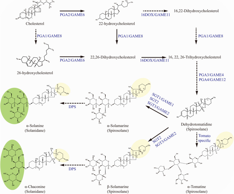 Potato steroidal glycoalkaloids: properties, biosynthesis, regulation and genetic manipulation.