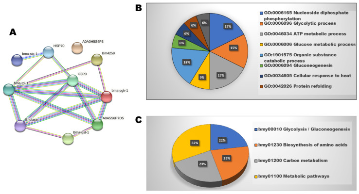 HRAMS Proteomics Insights on the Anti-Filarial Effect of <i>Ocimum sanctum</i>: Implications in Phytochemical-Based Drug-Targeting and Designing.