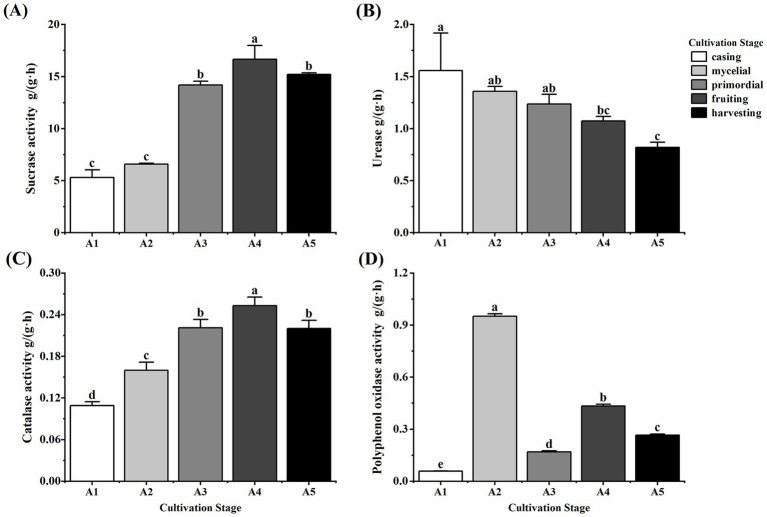 Physicochemical property and microbial community characteristics of the casing soil for cultivating <i>Oudemansiella raphanipes</i>.