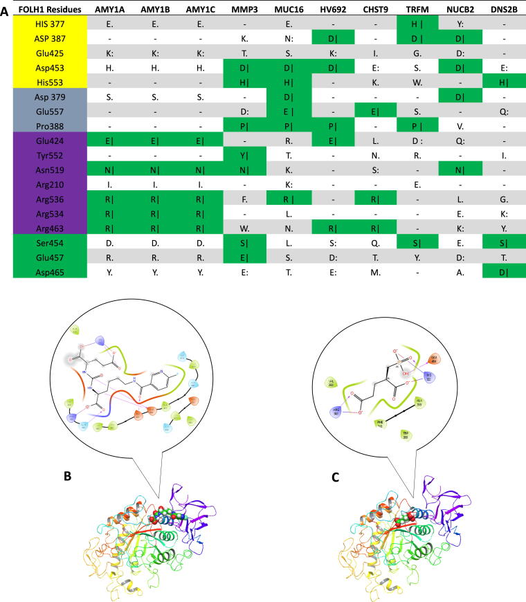 Searching for Protein Off-Targets of Prostate-Specific Membrane Antigen-Targeting Radioligands in the Salivary Glands.