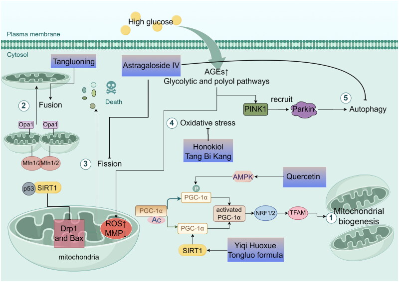 Advances of traditional Chinese medicine preclinical mechanisms and clinical studies on diabetic peripheral neuropathy.