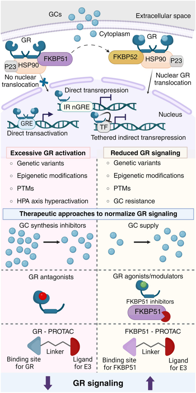 Targeting glucocorticoid receptor signaling pathway for treatment of stress-related brain disorders.
