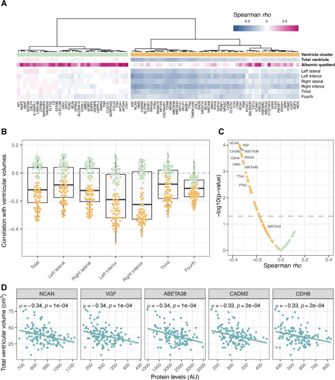 CSF levels of brain-derived proteins correlate with brain ventricular volume in cognitively healthy 70-year-olds.