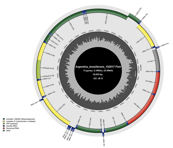 The complete mitogenome of Argentina brasiliensis Kobyliansky, 2004 and a phylogenetic analyses of the order Argentiniformes.