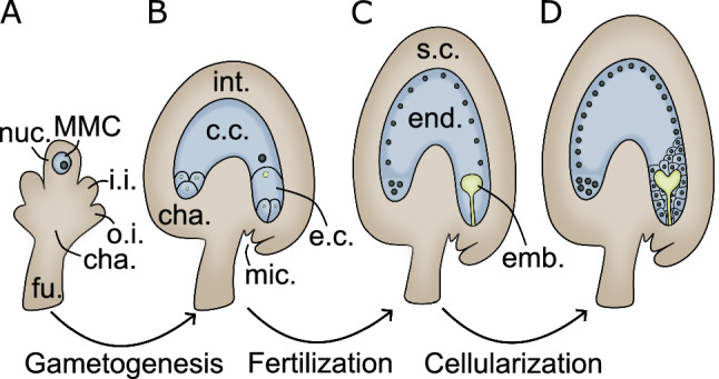 Hormonal regulation and crosstalk during early endosperm and seed coat development.