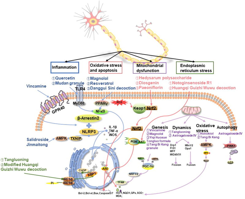Advances of traditional Chinese medicine preclinical mechanisms and clinical studies on diabetic peripheral neuropathy.