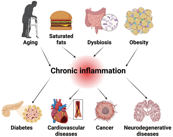 Growth Hormone, Hypothalamic Inflammation, and Aging.