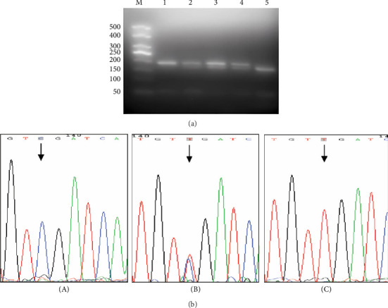 A Preliminary Study on Transcriptional Regulation of SNP Site C-1888T in the Promoter Region of Human PLUNC Gene and Nasopharyngeal Carcinoma Susceptibility.