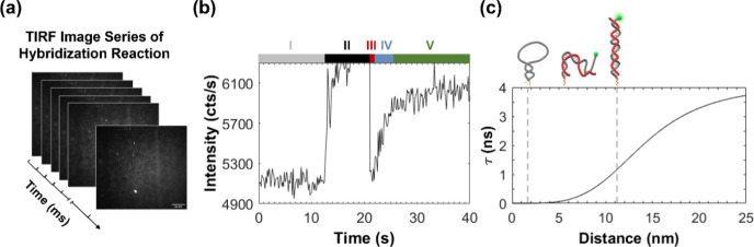 DNA Hybridization Kinetics Observed at the Single-Molecule Level Using Graphene Near-Field Effects.