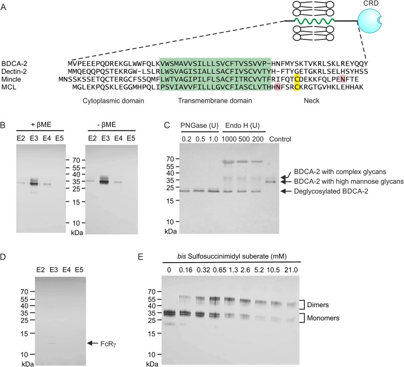 Interactions that define the arrangement of sugar-binding sites in BDCA-2 and dectin-2 dimers.
