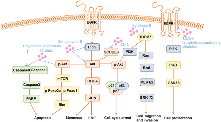 Prospects of marine-derived compounds as potential therapeutic agents for glioma.