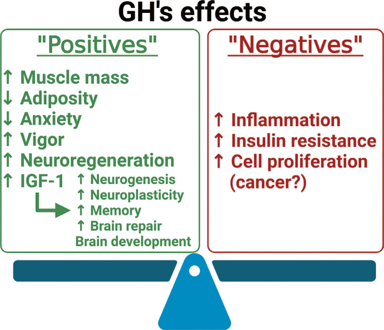 Growth Hormone, Hypothalamic Inflammation, and Aging.