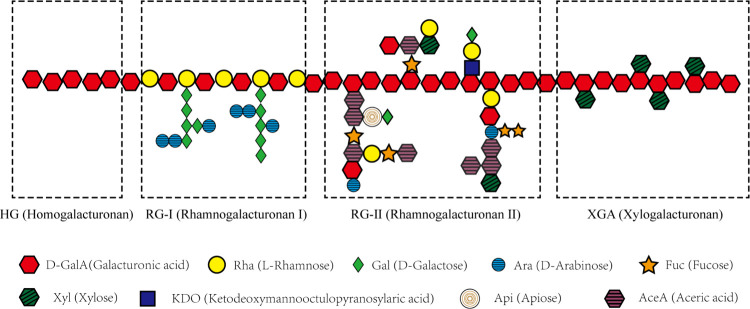 Deciphering Pectin: A Comprehensive Overview of Its Origins, Processing, and Promising Utility.