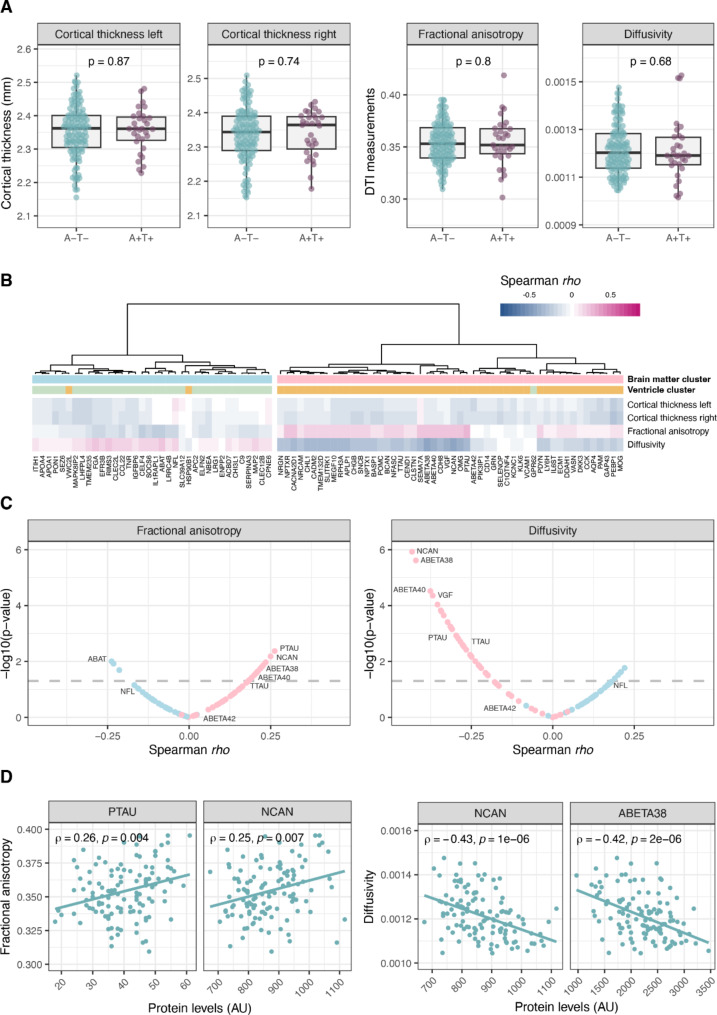 CSF levels of brain-derived proteins correlate with brain ventricular volume in cognitively healthy 70-year-olds.