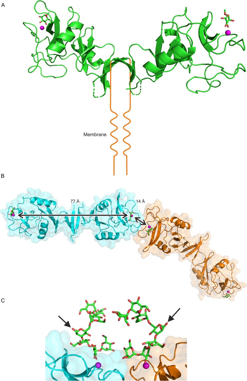 Interactions that define the arrangement of sugar-binding sites in BDCA-2 and dectin-2 dimers.