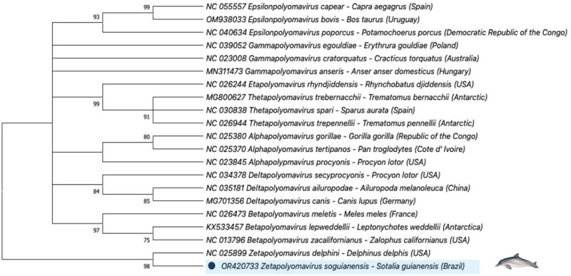 Polyomavirus surveillance in cetaceans of Brazil: first detection of polyomavirus in Guiana dolphins (<i>Sotalia guianensis</i>).