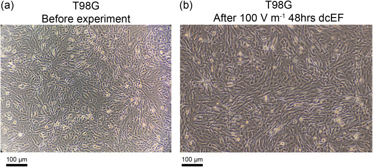 Impact of dcEF on microRNA profiles in glioblastoma and exosomes using a novel microfluidic bioreactor.