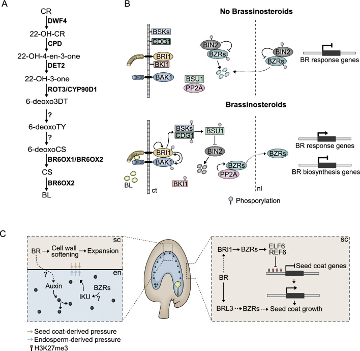 Hormonal regulation and crosstalk during early endosperm and seed coat development.
