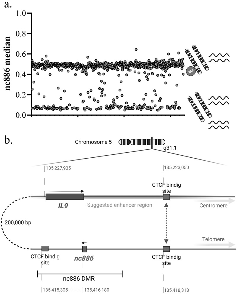 Non-coding 886 (<i>nc886</i>/<i>vtRNA2-1</i>), the epigenetic odd duck - implications for future studies.