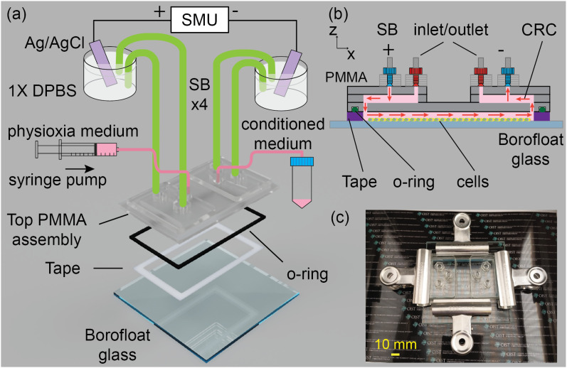 Impact of dcEF on microRNA profiles in glioblastoma and exosomes using a novel microfluidic bioreactor.
