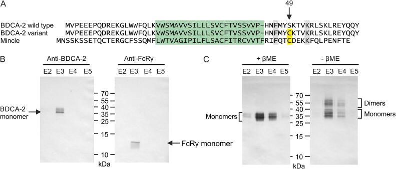 Interactions that define the arrangement of sugar-binding sites in BDCA-2 and dectin-2 dimers.