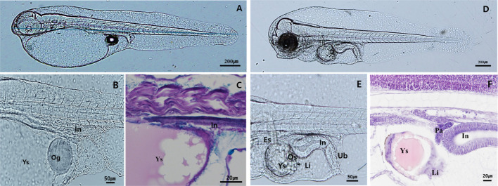 Development of Digestive Tract in Larval and Juvenile Red Spotted Grouper, <i>Epinephelus akaara</i>.