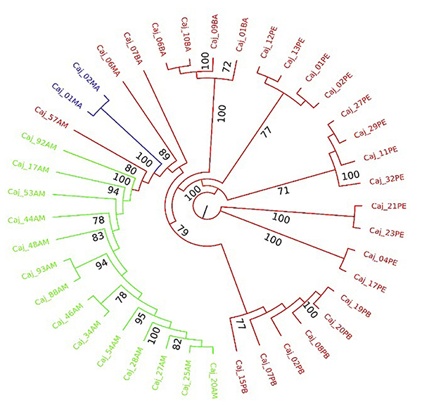 High genetic structure of Spondias mombin in Brazil revealed with SNP markers.