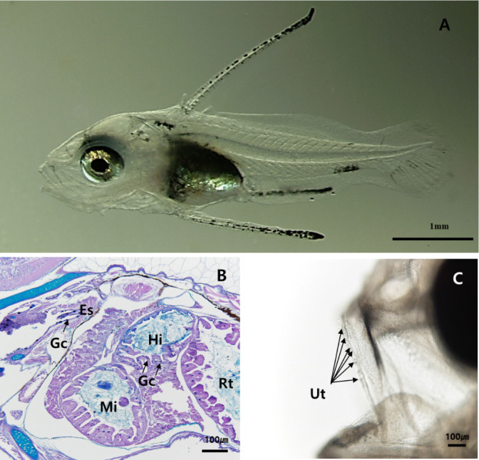 Development of Digestive Tract in Larval and Juvenile Red Spotted Grouper, <i>Epinephelus akaara</i>.