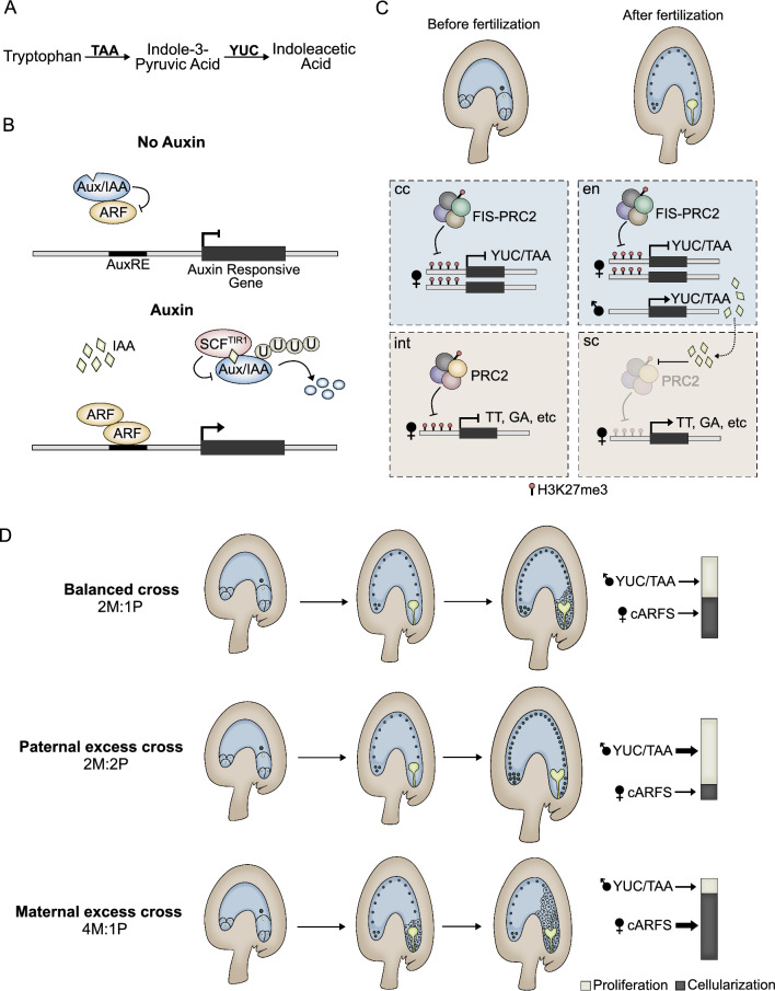 Hormonal regulation and crosstalk during early endosperm and seed coat development.