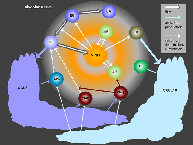 A biomathematical model of SARS-CoV-2 in Syrian hamsters.