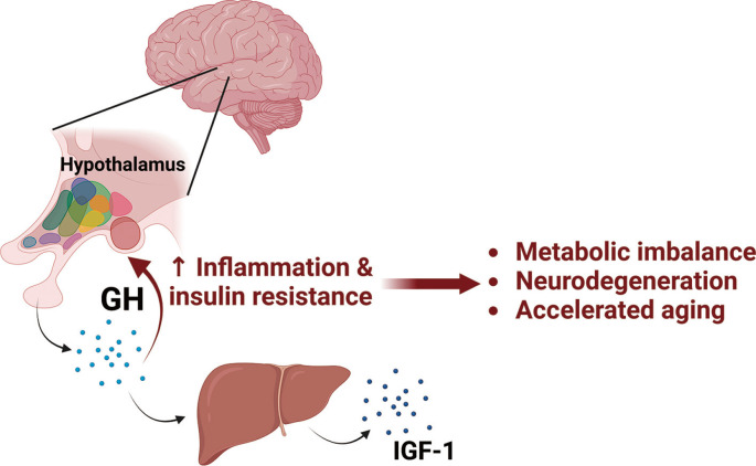 Growth Hormone, Hypothalamic Inflammation, and Aging.