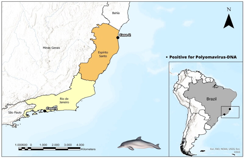 Polyomavirus surveillance in cetaceans of Brazil: first detection of polyomavirus in Guiana dolphins (<i>Sotalia guianensis</i>).