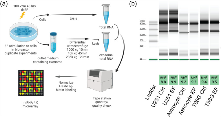 Impact of dcEF on microRNA profiles in glioblastoma and exosomes using a novel microfluidic bioreactor.