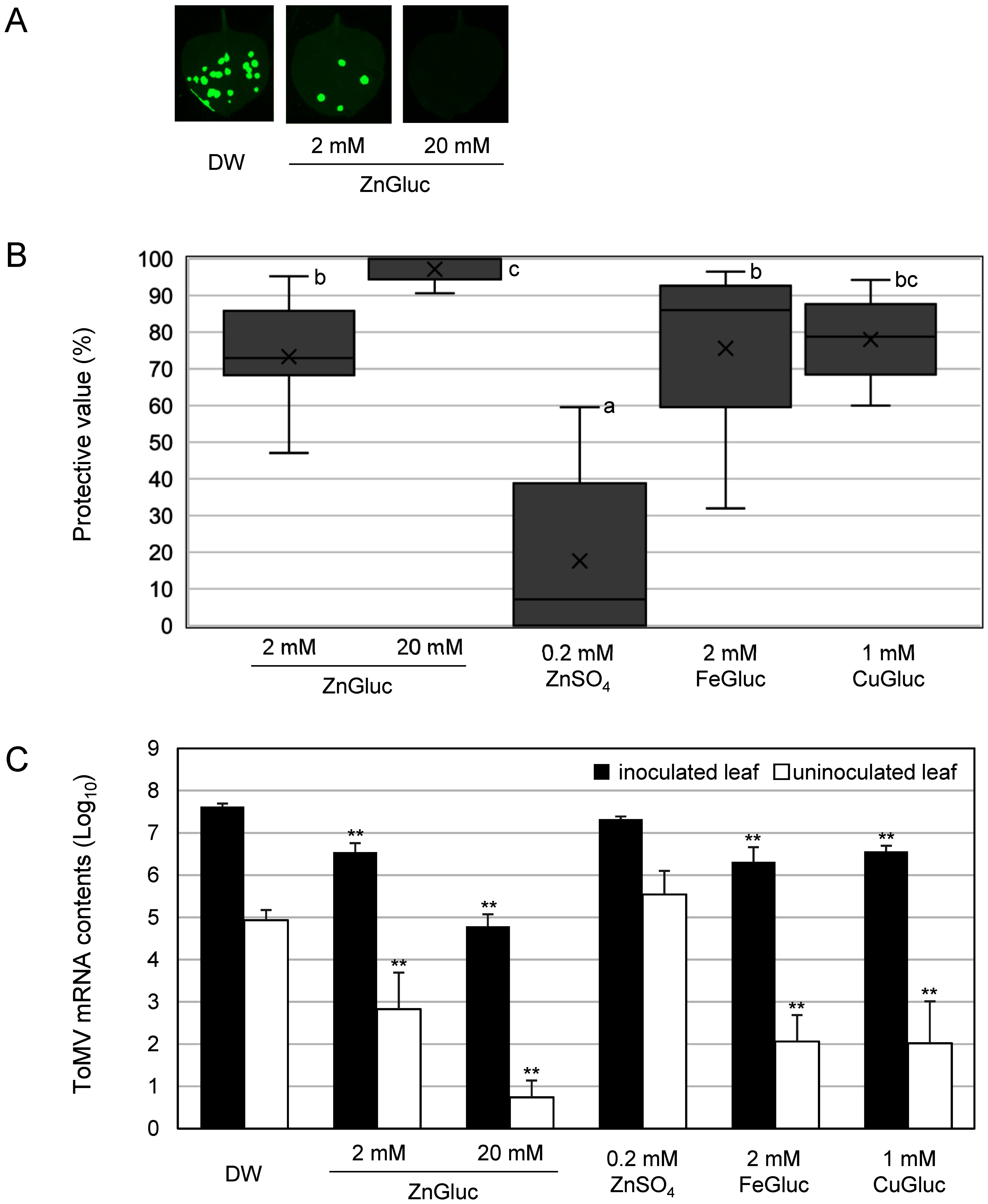 Zinc gluconate protects against plant virus infection in tomato and <i>Nicotiana benthamiana</i> plants.