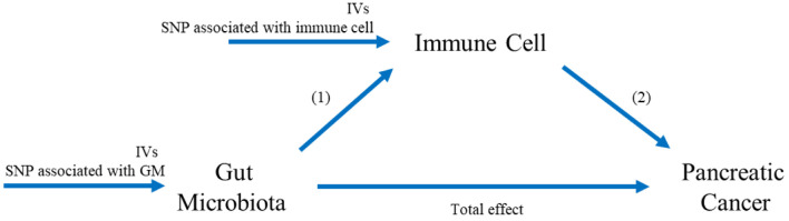 Causal Relationships Between Gut Microbiota, Immune Cell and Pancreatic Cancer: A Two-Step, Two-Sample Mendelian Randomization Study.