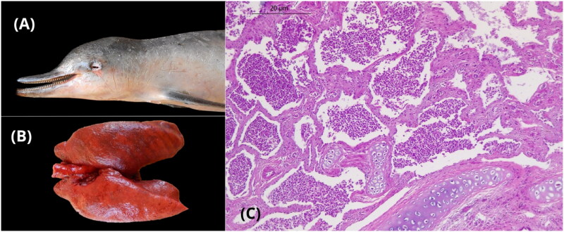 Polyomavirus surveillance in cetaceans of Brazil: first detection of polyomavirus in Guiana dolphins (<i>Sotalia guianensis</i>).