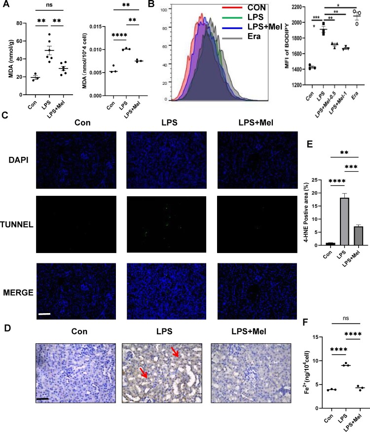 Melittin alleviates sepsis-induced acute kidney injury by promoting GPX4 expression to inhibit ferroptosis.