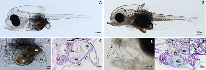 Development of Digestive Tract in Larval and Juvenile Red Spotted Grouper, <i>Epinephelus akaara</i>.