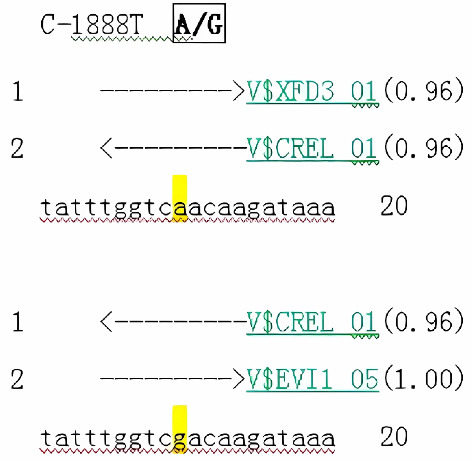 A Preliminary Study on Transcriptional Regulation of SNP Site C-1888T in the Promoter Region of Human PLUNC Gene and Nasopharyngeal Carcinoma Susceptibility.