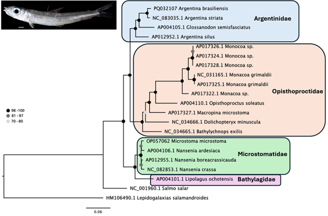 The complete mitogenome of Argentina brasiliensis Kobyliansky, 2004 and a phylogenetic analyses of the order Argentiniformes.