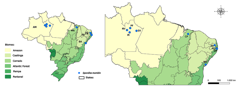 High genetic structure of Spondias mombin in Brazil revealed with SNP markers.
