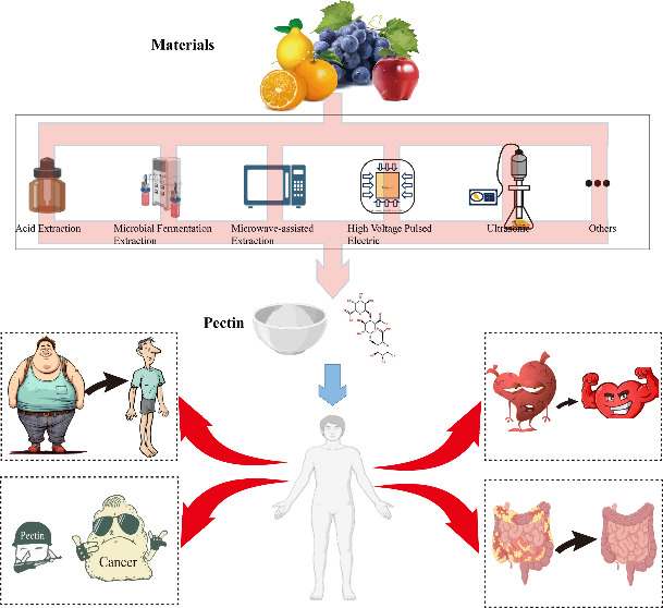 Deciphering Pectin: A Comprehensive Overview of Its Origins, Processing, and Promising Utility.