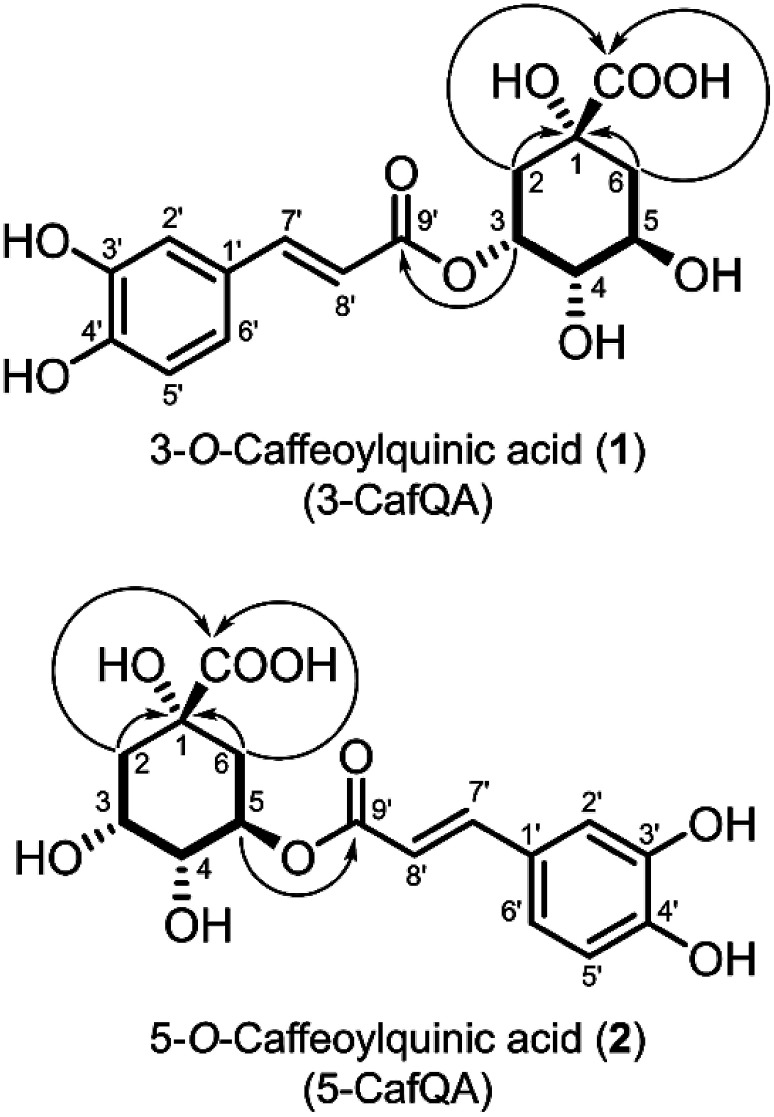 Occurrence of caffeoylquinic acids in bamboo suspension cells cultured under light.