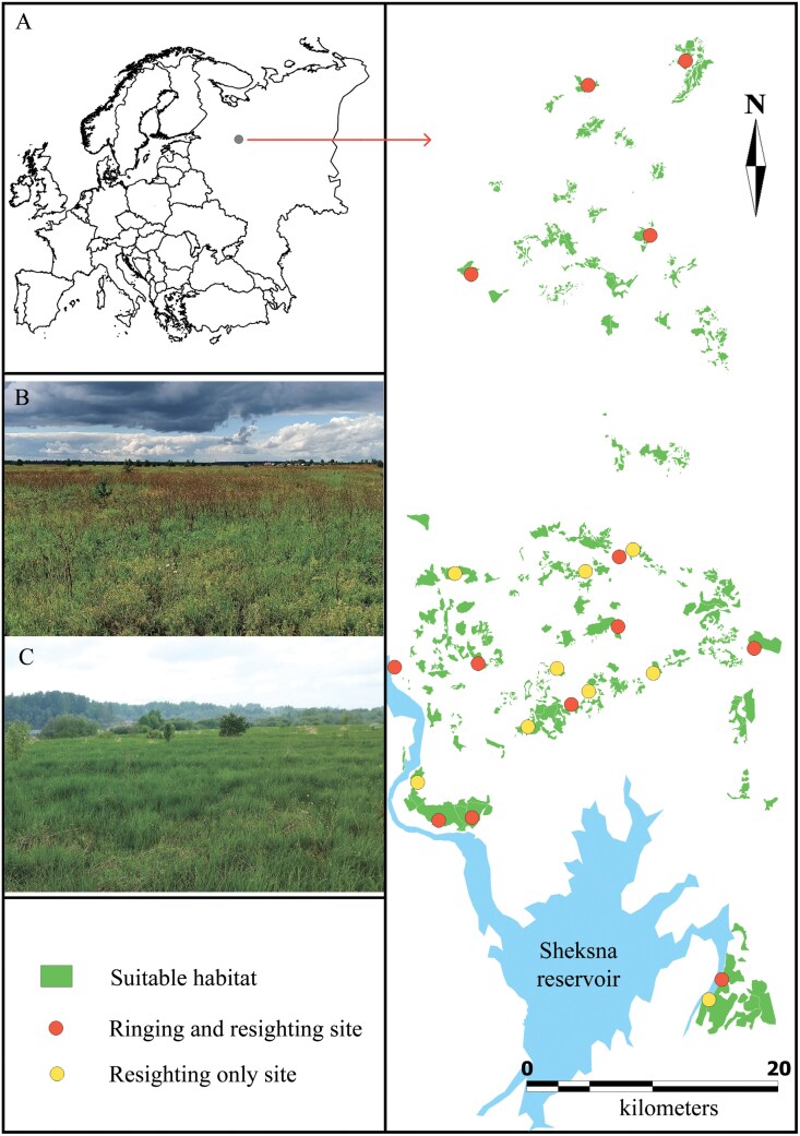 Natal and breeding dispersal patterns in a patchy population of the western yellow wagtail.