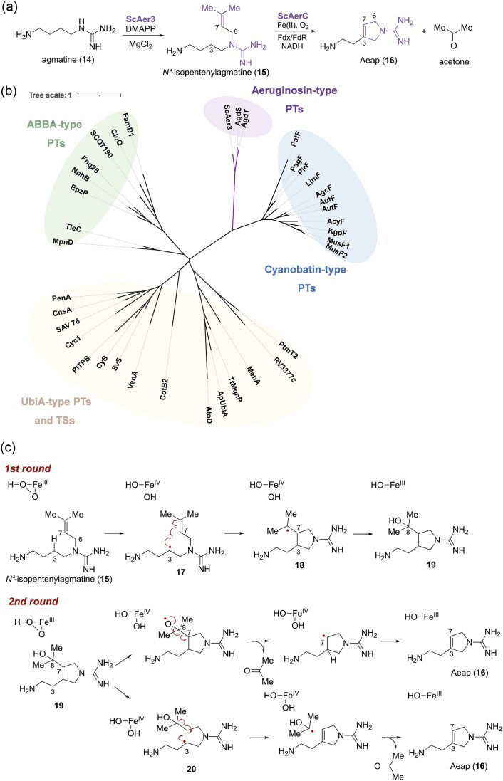 Biosynthesis of guanidine-containing natural products in cyanobacteria.