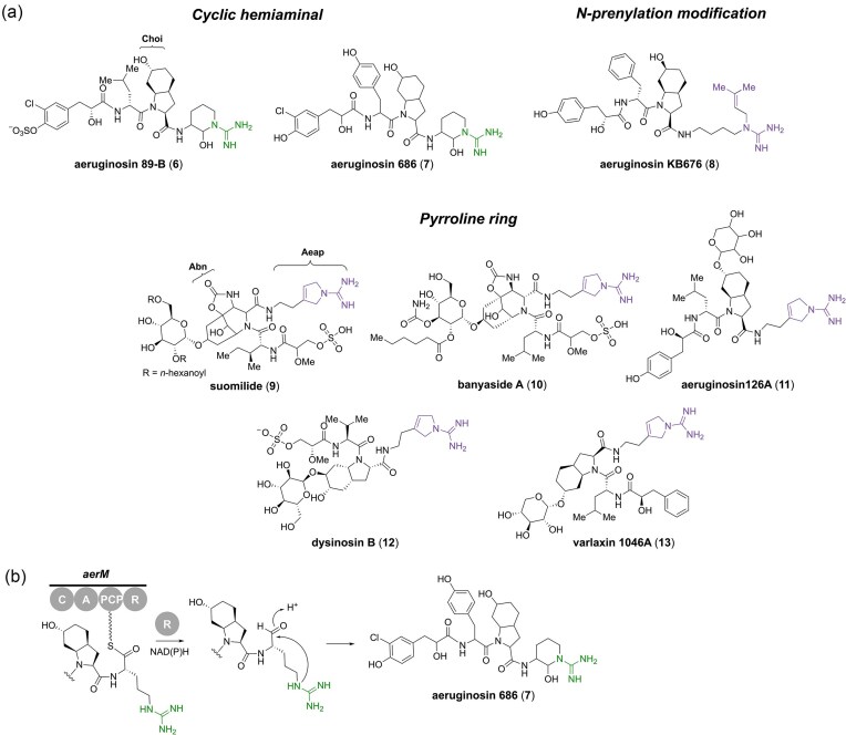 Biosynthesis of guanidine-containing natural products in cyanobacteria.