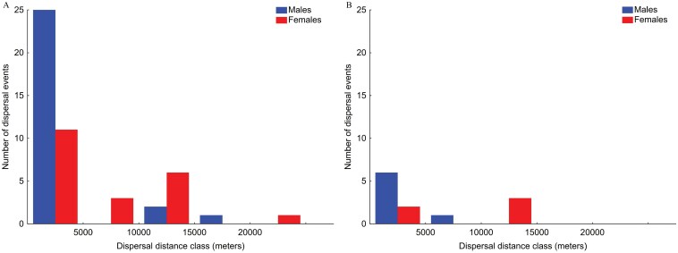 Natal and breeding dispersal patterns in a patchy population of the western yellow wagtail.